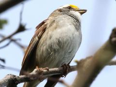 (White-throated Sparrow) sings