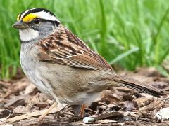 (White-throated Sparrow) standing
