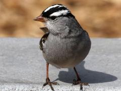 (White-crowned Sparrow) front