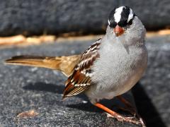 (White-crowned Sparrow) profile