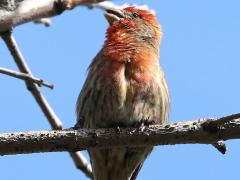 (House Finch) male sings