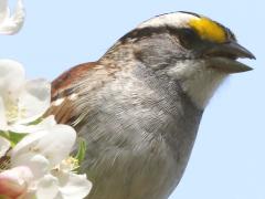 (White-throated Sparrow) singing