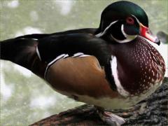(Wood Duck) male