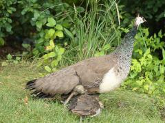 (Indian Peafowl) female and chick
