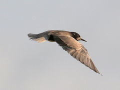 (Black Tern) flight downstroke