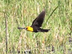 (Yellow-headed Blackbird) flight
