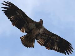 (Bald Eagle) juvenile soars