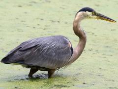 (Great Blue Heron) lateral