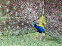 (Indian Peafowl) male display