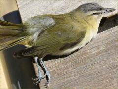(Red-eyed Vireo) dead