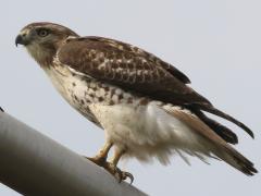 (Red-tailed Hawk) perched