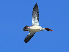 (Common Merganser) female flight