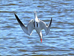 (Caspian Tern) diving