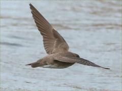 (Northern Rough-winged Swallow) flight away