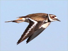 (Killdeer) flying dorsal