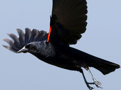 (Red-winged Blackbird) male takeoff