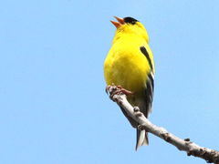 (American Goldfinch) male singing