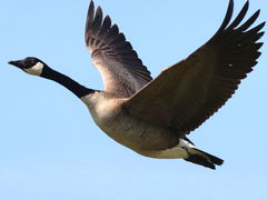 (Canada Goose) flying