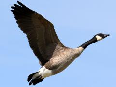 (Canada Goose) gliding