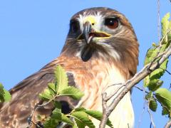 (Red-tailed Hawk) calling
