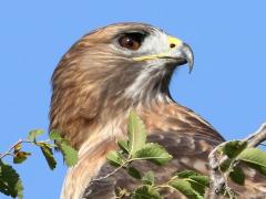 (Red-tailed Hawk) head