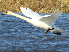 (Mute Swan) takeoff
