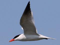 (Caspian Tern) flying