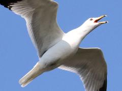 (Ring-billed Gull) calling in flight