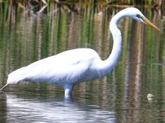 (Great Egret) wading