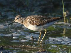 (Solitary Sandpiper) wading