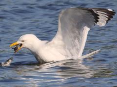 (Herring Gull) decapitates fish