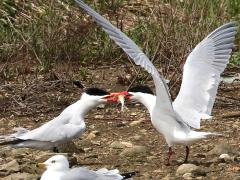 (Caspian Tern) courtship nuptial gift