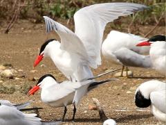 (Caspian Tern) mating cloacal kiss