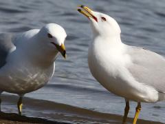 (Ring-billed Gull) courting
