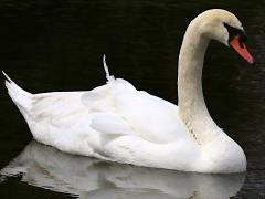 (Mute Swan) floats