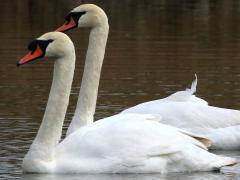 (Mute Swan) pair