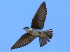 (Tree Swallow) flying