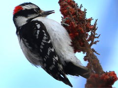 (Staghorn Sumac) Downy Woodpecker male on Staghorn Sumac