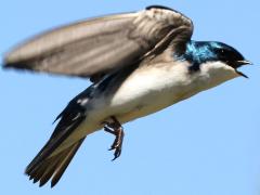 (Tree Swallow) calling flight