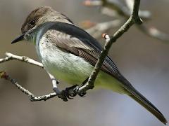 (Eastern Phoebe) perched