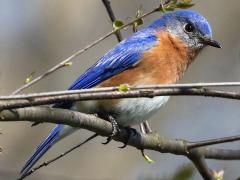 (Eatern Bluebird) male perching