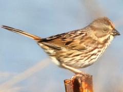 (Song Sparrow) juvenile perching