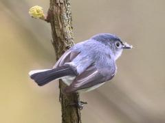 (Blue-gray Gnatcatcher) peching