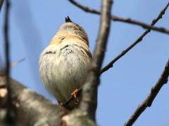 (Field Sparrow) sings