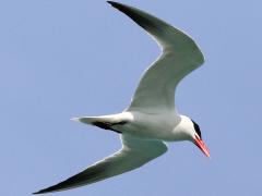 (Caspian Tern) gliding