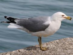 (Ring-billed Gull) basking