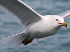(Ring-billed Gull) flying frontal