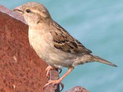 (House Sparrow) female