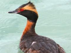 (Horned Grebe) molting