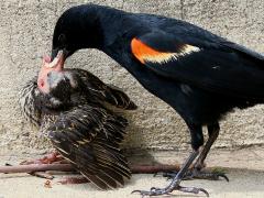 (Red-winged Blackbird) male feeding chick